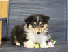 AKC Registered Collie (Lassie) For Sale Fredericksburg, OH Male- Les