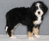 Bernedoodle For Sale Sugarcreek OH Female-Grace