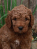 Medium F1BB Goldendoodle For Sale Millersburg OH Male-Dustin