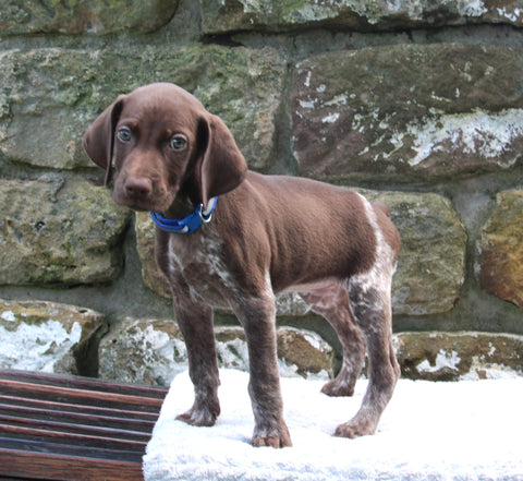 AKC Registered German Shorthaired Pointer For Sale Fredericksburg OH Male-Hunter