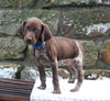 AKC Registered German Shorthaired Pointer For Sale Fredericksburg OH Male-Hunter
