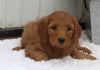 Standard Goldendoodle For Sale Shreve OH Male-Rusty