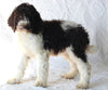 AKC Registered Standard Poodle For Sale Sugarcreek OH Male-Tommy