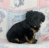 Mini Bernedoodle For Sale Millersburg OH Male-Guardian