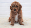 Goldendoodle (Standard) For Sale Dundee, OH Male- Koda