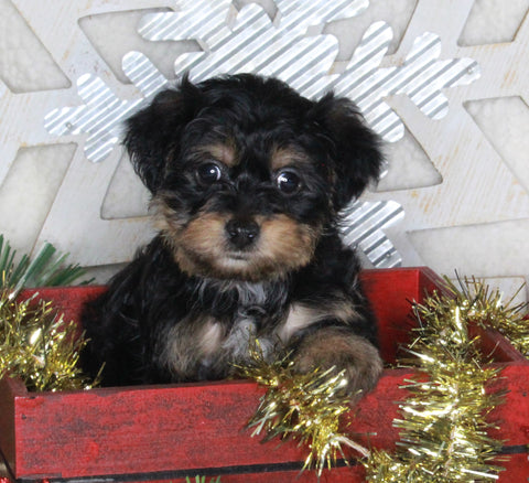 Yorkie-poo For Sale Millersburg OH Male-Goofy