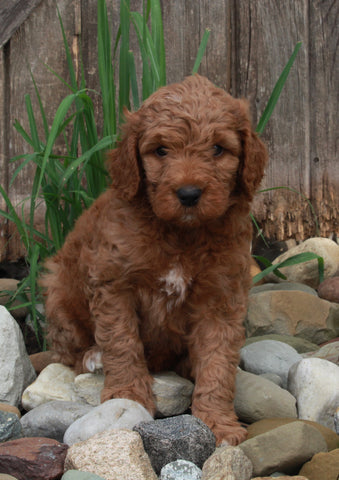 Medium F1BB Goldendoodle For Sale Millersburg OH Male-Dustin