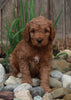 Medium F1BB Goldendoodle For Sale Millersburg OH Male-Dustin