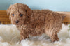 Mini Poodle For Sale Millersburg OH Female-Missy