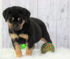 AKC Registered Rottweiler For Sale Holmesville, OH Male- Brock