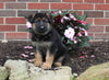 AKC Registered German Shepherd For Sale Millersburg OH Female-Noelle