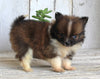 ACA Registered Pomeranian For Sale Millersburg OH Female-Janet