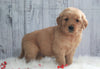 AKC Registered Golden Retriever For Sale Millersburg, OH Male- Rascal