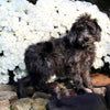 F1B Medium Labradoodle For Sale Millersburg OH Male-Felix