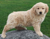 AKC Registered Golden Retriever For Sale Millersburg OH Female-Butterball