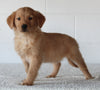 AKC Registered Golden Retriever For Sale Millersburg OH Male-Buddy