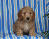 F1BB Mini Labradoodle For Sale Millersburg OH Male-Elmo