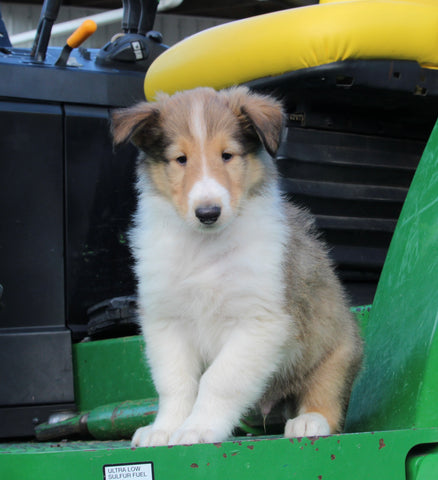 AKC Registered Collie Lassie For Sale Fredericksburg OH Male-Hunter
