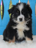 Mini Australian Shepherd For Sale Fredericksburg OH-Male Romeo