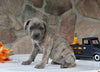 AKC Registered Cane Corso For Sale Wooster OH Female-Diana