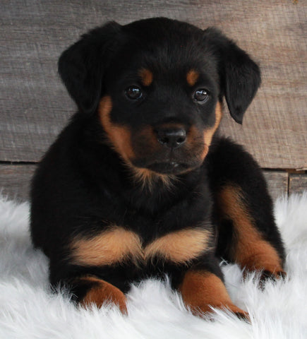 AKC Registered Rottweiler For Sale Applecreek OH -Female Shelly
