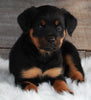 AKC Registered Rottweiler For Sale Applecreek OH -Female Shelly