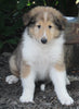 AKC Registered Lassie Collie For Sale Millersburg OH Male-Wyatt
