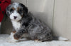 Mini Bernedoodle For Sale Millersburg OH Female-Emily