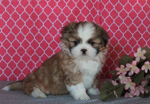 Shih Tzu For Sale Millersburg, OH Female- Carmel *House Trained*