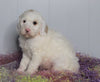 F1B Labradoodle For Sale Millersburg, OH Male- Ben