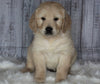 Golden Doodle Mix For Sale Sugarcreek, OH Male- Arnie
