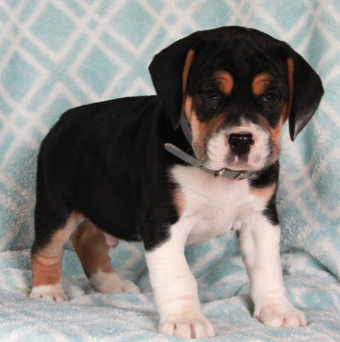 Beabull For Sale Navarre OH Male-Diamond