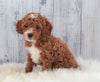 ICA Registered Miniature Poodle For Sale Dundee, OH Male- Parker