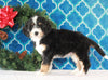 Bernedoodle (Standard) For Sale Sugarcreek, OH Female- Star