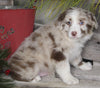Australian Shepherd For Sale Shreve OH Male-Strawberry Shortcake