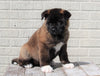 AKC Registered Akita For Sale Millersburg, OH Female- Stella