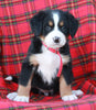 AKC Registered Bernese Mountain Dog For Sale Sugarcreek OH Male- Alexander
