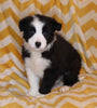 ABCA Registered Border Collie For Sale Warsaw OH Male-Rex