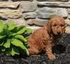 Mini Goldendoodle For Sale Sugarcreek OH Male-Jake