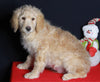 Medium F1B Labradoodle For Sale Millersburg OH Male-Hunter