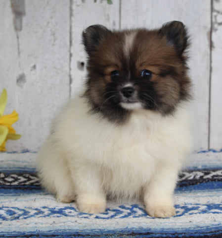 ACA Registered Pomeranian For Sale Millersburg OH Female-Julie