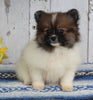 ACA Registered Pomeranian For Sale Millersburg OH Female-Julie