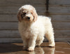 AKC Registered Standerd Poodle For Sale Millersburg OH Male-Teddy