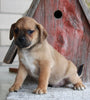 Puggle For Sale Sugarcreek OH Male -Ace