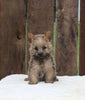 AKC Registered Cairn Terrier Millersburg OH -Female Roxanne