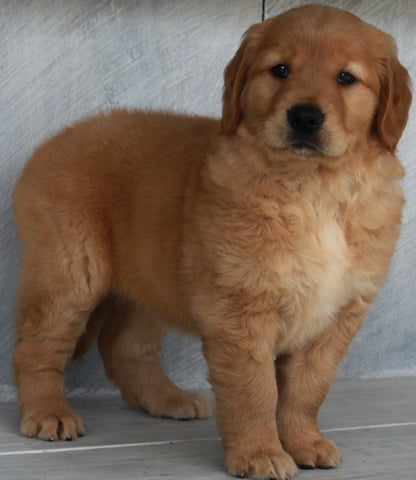 AKC Registered Golden Retriever For Sale Millersburg OH -Female Mandie