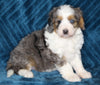 Mini Bernedoodle For Sale Dundee OH Female-Macey
