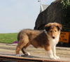 Collie Lassie For Sale Fredericksburg OH Male-Garfield