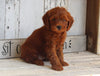 AKC Registered Mini Poodle For Sale Millersburg OH Male-Charles