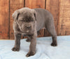 AKC Registered Cane Corso For Sale Wooster, OH Female- Lady